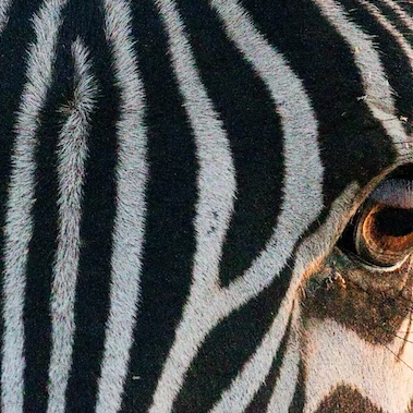 Nate Bietz profile picture