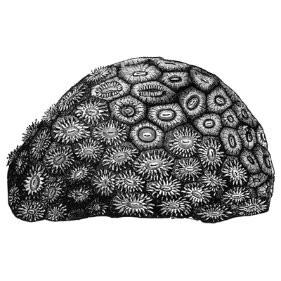 mintxu profile